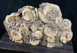 Dactylioceras Ammonite Cluster On Wood Base #8827-2